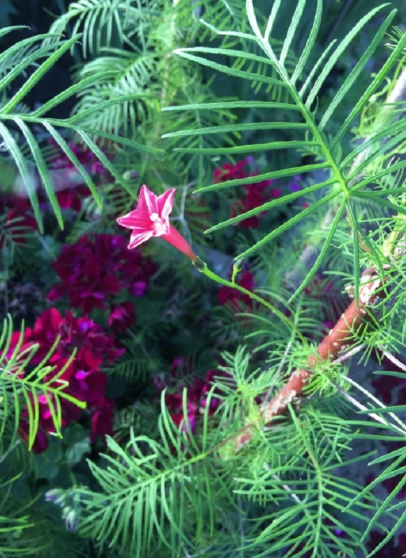 Ham Court, Bampton, Oxfordshire, OX18 2HG National Garden Scheme